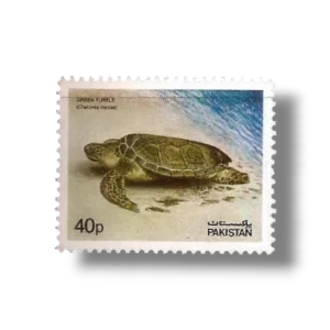 1981 PK560 Green Sea Turtle Chelonia mydas
