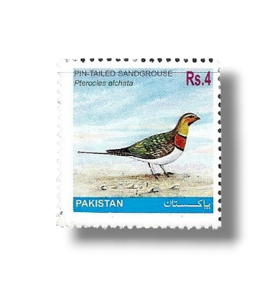 2001 PK1147 Pin-tailed Sandgrouse Pterocles alchata