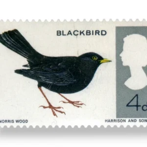 Common Blackbird