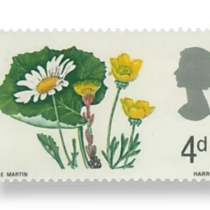 Coltsfoot and Buttercup